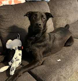 Photo of Shadow Bob (Scout)