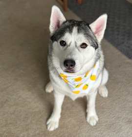 Photo of Koda