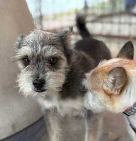 Photo of Sir Callloway