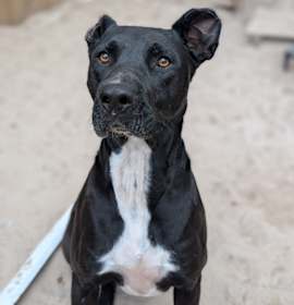 Photo of Vincent Van Gogh