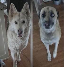 Photo of Thor And Delilah