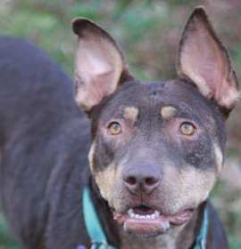 Photo of Mei - MEET ME 12/06/25 @ PETCO!