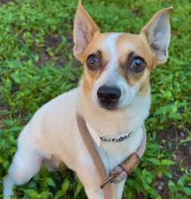 Ginger (In Foster) photo 1