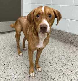 Photo of 25-502D Rosco