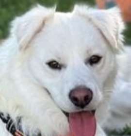 Photo of Wally - Courtesy Post