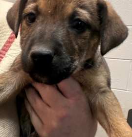 Photo of North Elm 5/CHUCKY