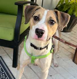 Photo of Hubie Brown