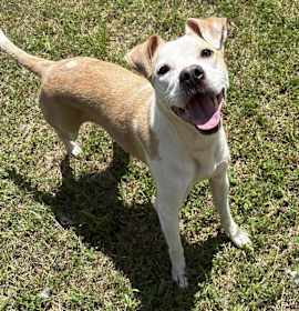 Stella & Sajak KA photo 3