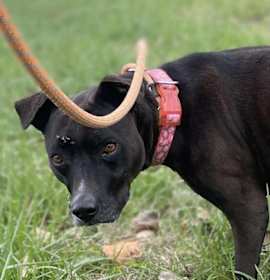 Photo of SHILOH: $0 Adoption Fee!