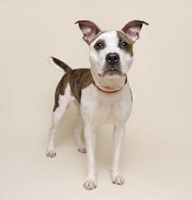 Photo of Bombyx Mori