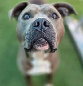 Cornell Campbell photo 2