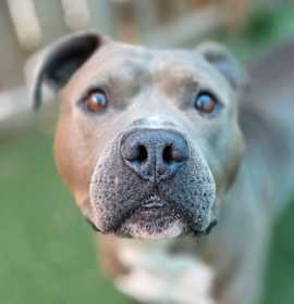 Cornell Campbell photo 3