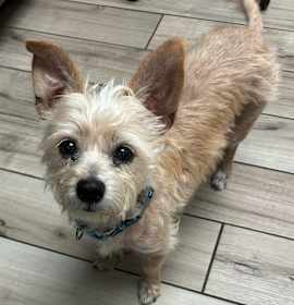 Photo of Chanel (must be adopted with Bear)Adoption Pending