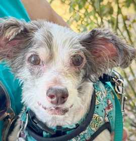 Photo of *Bamboo Plant