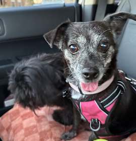 Photo of Princess OS NV