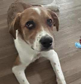 Arizona $500 photo 1