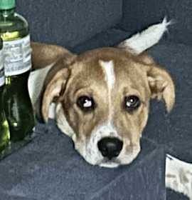 Arizona $500 photo 3