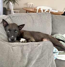 Lola (little Girl) photo 3