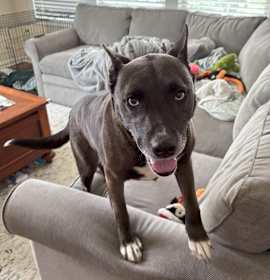 Lola (little Girl) photo 4