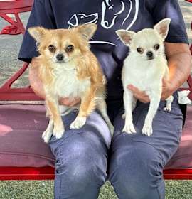 Photo of Molly and Buster