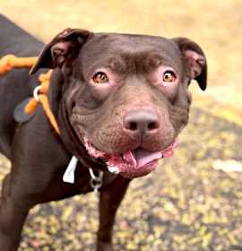 Photo of Journey (C000-631)- Chino Hills Location