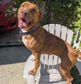 Skyla II (in foster) photo 1