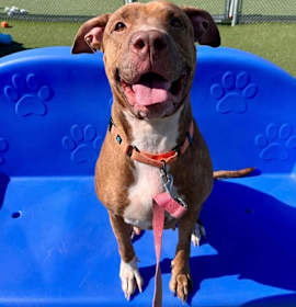 Skyla II (in foster) photo 3