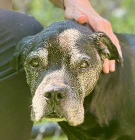 Rusty (In Foster) photo 1