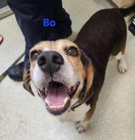 Photo of Bo