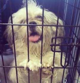 Photo of Miles (Zeus)