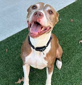 Photo of Buzz Lightyear