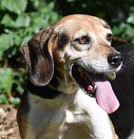 Photo of Queenie- Foster to Adopt