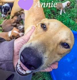 Photo of Annie