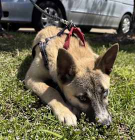 Photo of Frank Sinatra