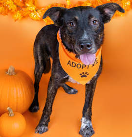 Photo of 90995 Cowboy