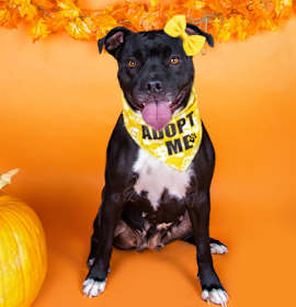 Photo of 91024 Sierra