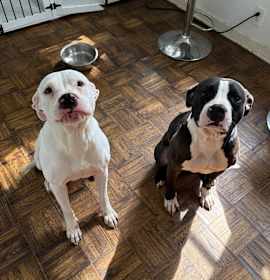 Photo of Spooky Dukes - Home to Home