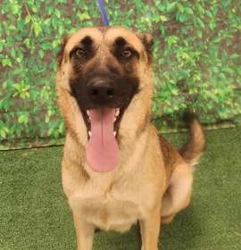 Photo of Nova K119 10/24/25