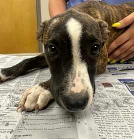 Photo of Bailey "Lily" - 073103T