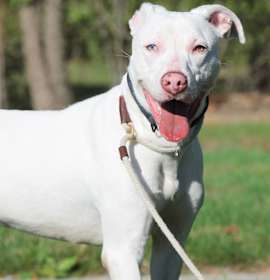 Photo of ATHENA (big, goofy puppy)