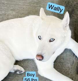 Wally photo 1