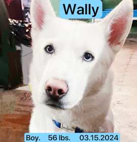 Wally photo 2