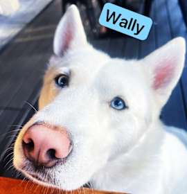 Wally photo 4