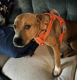 Photo of Peyton (HW POS 2025)