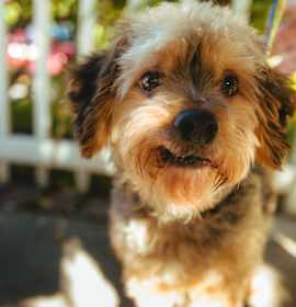 Photo of Brownie
