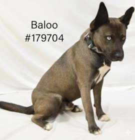 Photo of Baloo