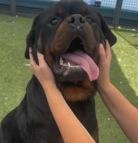 Photo of Bear