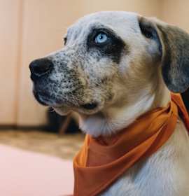 Timon (Fostered in Omaha) photo 3