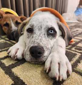 Timon (Fostered in Omaha) photo 4