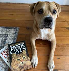 Photo of Colt (courtesy listing)